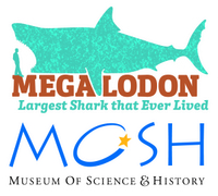 Megalodon MOSH.jpg